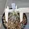 Astrophytum ornatum cv kikko