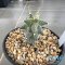 Astrophytum ornatum cv kikko