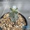 Astrophytum ornatum cv kikko