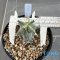 Astrophytum ornatum cv kikko