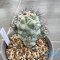 Ortegocactus macdougallii