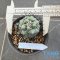 Ortegocactus macdougallii