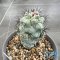 Ortegocactus macdougallii