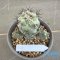 Ortegocactus macdougallii