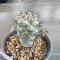 Ortegocactus macdougallii