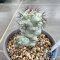 Ortegocactus macdougallii