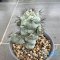 Ortegocactus macdougallii