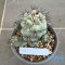 Ortegocactus macdougallii