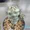 Ortegocactus macdougallii