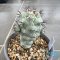 Ortegocactus macdougallii