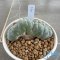 Lophophora williamsii cristata