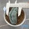 Lophophora williamsii cristata