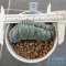 Lophophora williamsii cristata