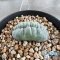 Lophophora williamsii cristata