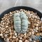 Lophophora williamsii cristata