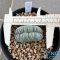 Lophophora williamsii cristata