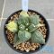 Ariocarpus cauliflower x godzilla variegated