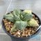 Ariocarpus cauliflower x godzilla variegated