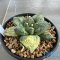 Ariocarpus cauliflower x godzilla variegated