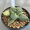 Ariocarpus cauliflower x godzilla variegated