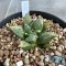 Ariocarpus cauliflower x godzilla variegated