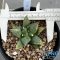 Ariocarpus cauliflower x godzilla variegated