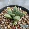 Ariocarpus cauliflower x godzilla variegated