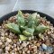Ariocarpus cauliflower x godzilla variegated