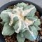 Ariocarpus maruibo trifinger pectinatus