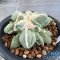 Ariocarpus maruibo trifinger pectinatus