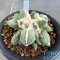 Ariocarpus maruibo trifinger pectinatus