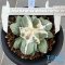 Ariocarpus maruibo trifinger pectinatus