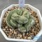 Strombocactus disciformis cristata