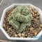Strombocactus disciformis cristata