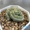 Strombocactus disciformis cristata
