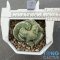 Strombocactus disciformis cristata