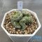 Strombocactus disciformis cristata