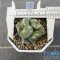 Strombocactus disciformis cristata