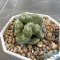 Strombocactus disciformis cristata