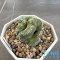 Strombocactus disciformis cristata