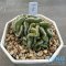 Strombocactus disciformis cristata
