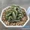 Strombocactus disciformis cristata