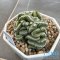 Strombocactus disciformis cristata