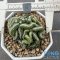 Strombocactus disciformis cristata