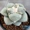 Ariocarpus retusus var. furfuraceus f. brevituberosus