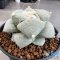Ariocarpus retusus var. furfuraceus f. brevituberosus