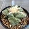 Ariocarpus lloydii x cauliflower