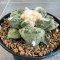 Ariocarpus lloydii x cauliflower