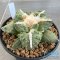 Ariocarpus lloydii x cauliflower
