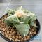 Ariocarpus lloydii x cauliflower